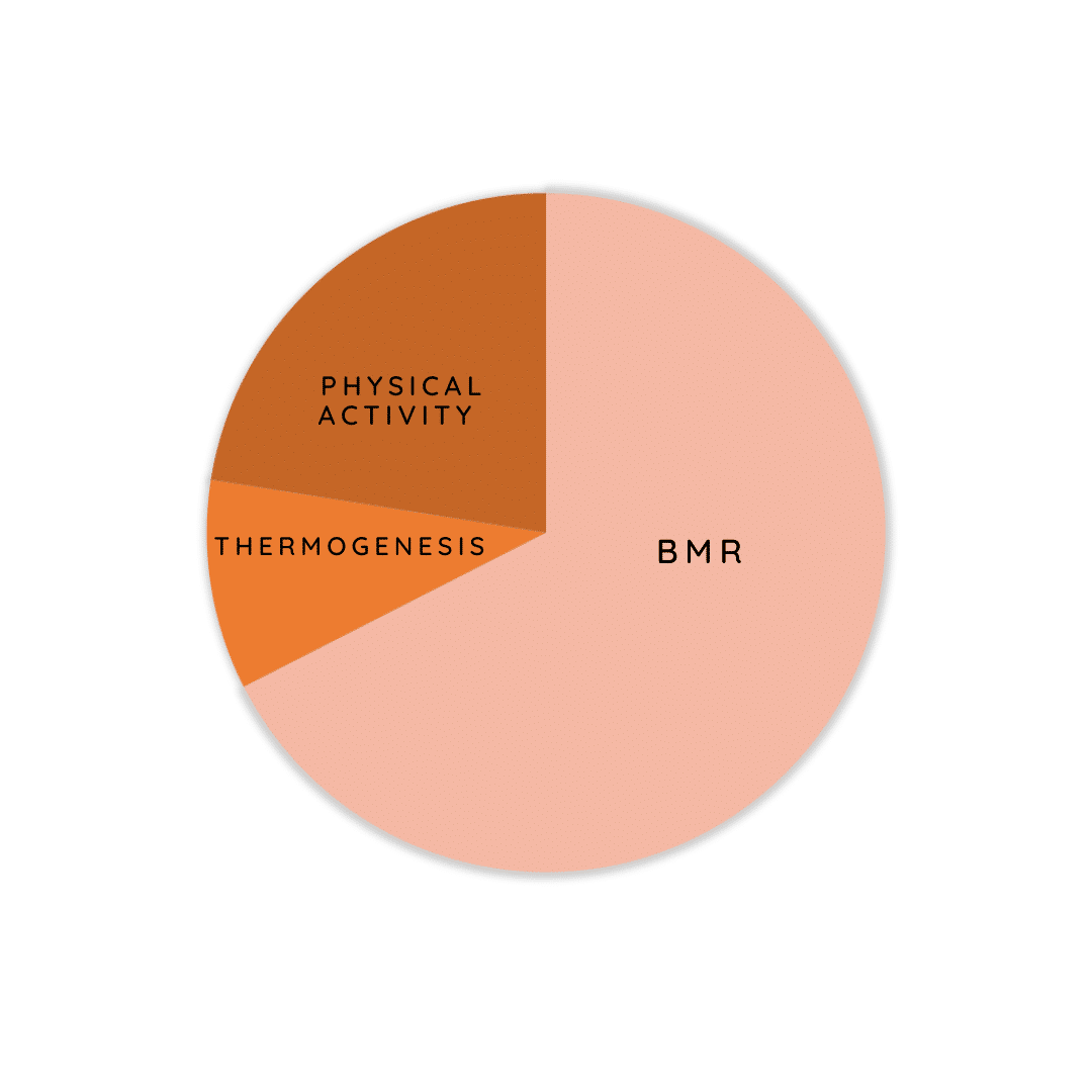 Energy expenditure Energy expenditure diagram