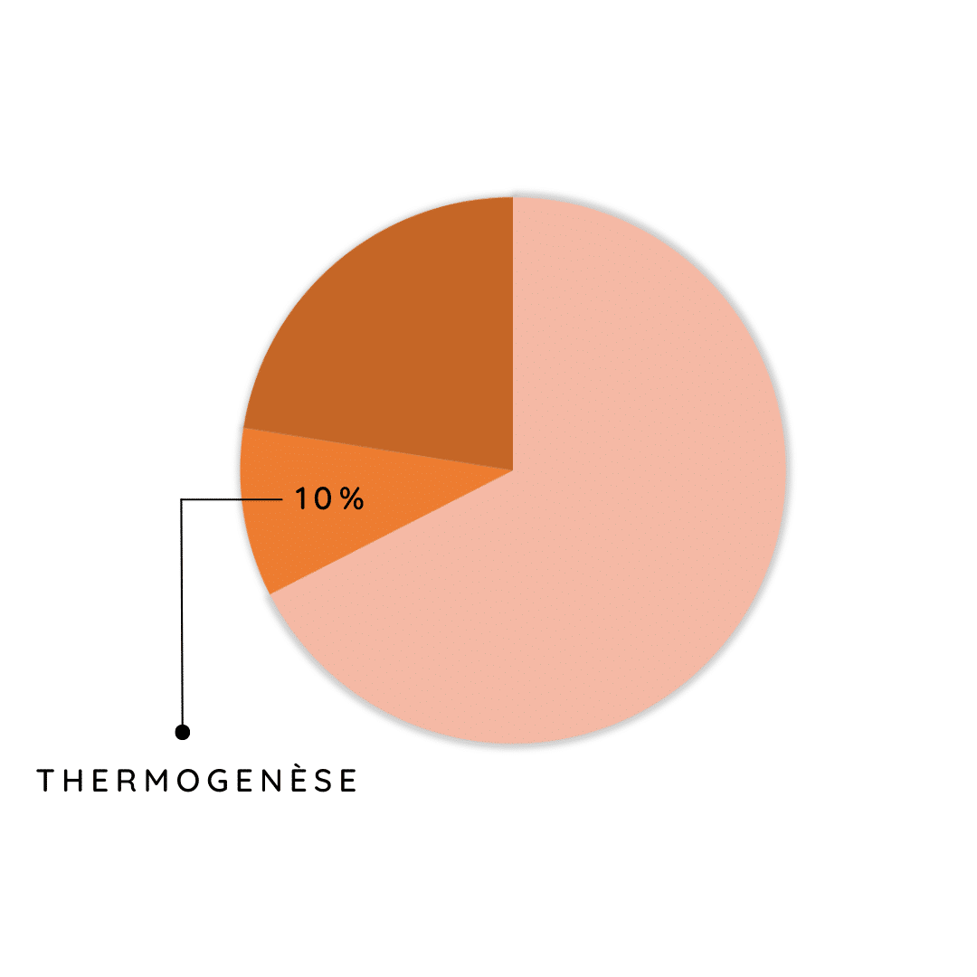 Thermogénèse Thermogénèse - dépense energétique